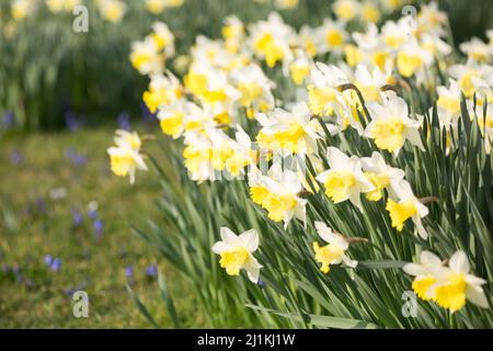 Eine Decke aus leuchtend gelben Narzissen in einem Ziergarten im Frühjahr in einem englischen Landgarten. Stockfoto
