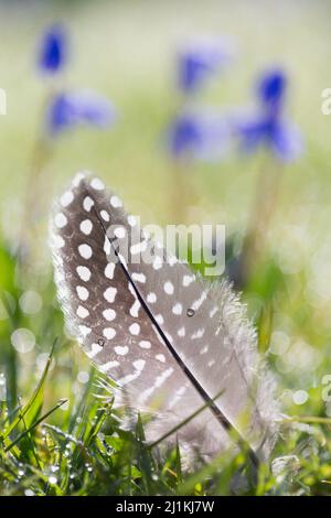 Eine schwarz-weiße, gefleckte Perlhuhnfeder auf tau beladenem Gras an einem frühen Frühlingsmorgen mit kleinen blauen Frühlingsblumen. Stockfoto