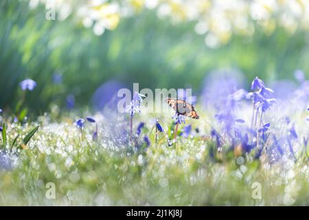 Schildkrötenschellerschmetterling, der sich an einem sonnigen Morgen mit blauen Frühlingsblumen ernährt, während glitzernde Tautropfen in der Sonne funkeln. Stockfoto