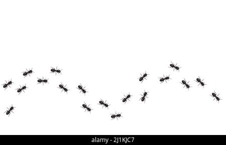 Realistische schwarze Ameisen Spur. Insekten marschieren in einer wellenförmigen Linie. Vektorgrafik Stock Vektor