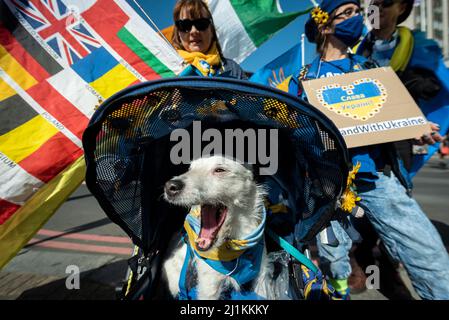 London, Großbritannien. 26. März 2022. Ein Hund begleitet die Menschen auf ‘London steht mit der Ukraine’, einem solidaritätsmarsch von der Park Lane, vorbei am Piccadilly Circus, wo Yoko Onos Botschaft ‘IMAGINE PEACE’ gezeigt wird, zu einer Mahnwache auf dem Trafalgar Square. Der ukrainische Präsident Wolodymyr Zelenski hat an Menschen in der ganzen Welt appelliert, auf die Straße zu gehen, um die Ukraine zu unterstützen, um einen Monat nach der russischen Invasion zu demonstrieren. Kredit: Stephen Chung / Alamy Live Nachrichten Stockfoto