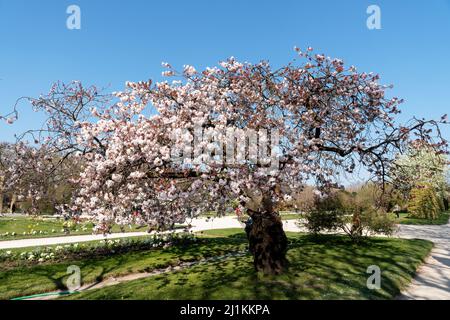 Kirschbaum mit rosa Blüten in voller Blüte - Paris Stockfoto