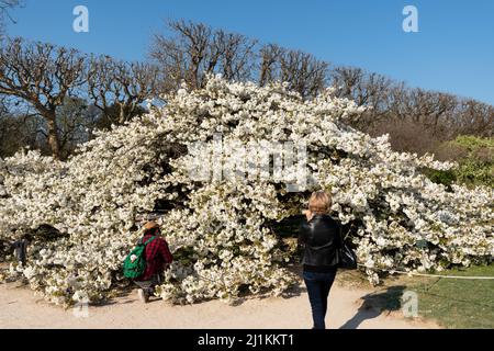 Kirschbaum mit weißen Blüten in voller Blüte im Jardin des Plantes in Paris Stockfoto