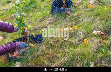 Nahaufnahme der Hände einer Frau, die Himbeerbüsche mit Gartenscheren beschneiden. Schweden. Stockfoto