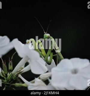 Eine vertikale Nahaufnahme einer Gottesanbeterin, die auf weißen Blumen auf einem isolierten schwarzen Hintergrund sitzt Stockfoto