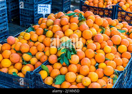 Zypern ist ein Paradies für Zitrusfrüchte. Türkische Republik Nordzypern (TRNC) Stockfoto