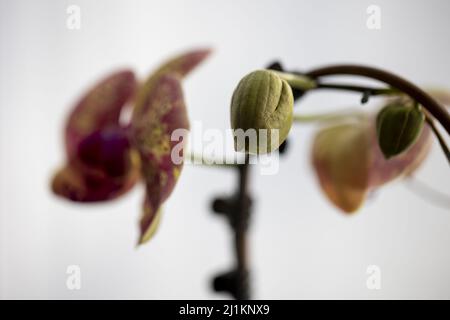 Eine selektive Nahaufnahme von Orchideenknospen Stockfoto