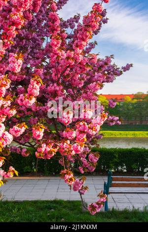 Bank und blühender Sakura-Baum. Schöne Stadtlandschaft am frühen Morgen im Frühjahr. kiewer Böschung in uschgorod, ukraine. Einige Wolken am Himmel Stockfoto