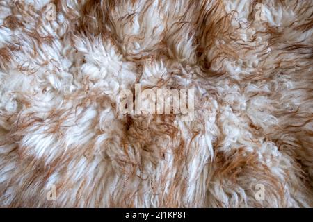 Weiches braunes Schafpelz in Pastellfarbe für Hintergrund strukturiert. Stockfoto