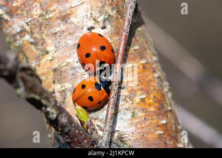 Zwei Marienkäfer mit sieben Flecken oder Marienkäfer (Coccinella septempunctata) auf einem Birkenstamm auf Heide, Hampshire, England, Großbritannien Stockfoto