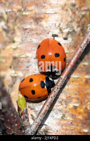 Zwei Marienkäfer mit sieben Flecken oder Marienkäfer (Coccinella septempunctata) auf einem Birkenstamm auf Heide, Hampshire, England, Großbritannien Stockfoto