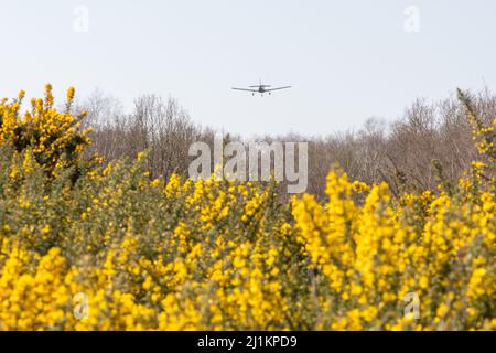 Kleines Flugzeug, das über gelben Ginsterbüschen fliegt und am Blackbushe Airport, Hampshire, England, Großbritannien, landet Stockfoto