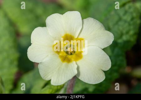 Primel (Primula vulgaris), Nahaufnahme der Frühjahrsblüte im März, England, Großbritannien. Ein thrum-eyed Blumentyp. Stockfoto