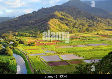 Taro-Felder werden in einem Tal auf Kauai, Hawaii, angebaut Stockfoto