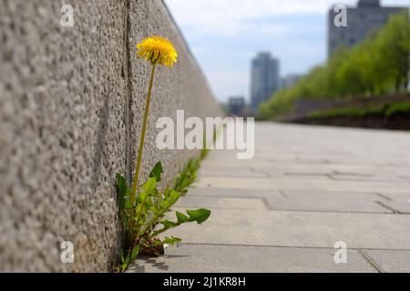 Der durch Steine in der Stadt wachsende Edelstein Stockfoto