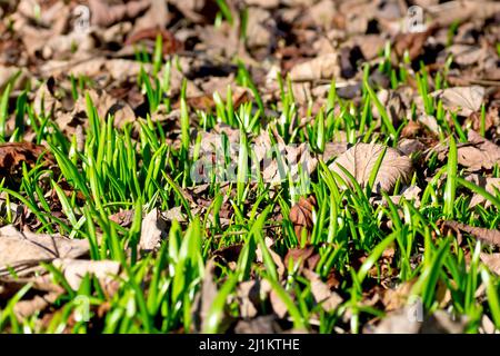 Nahaufnahme der ersten grünen Triebe des Frühlings, die unter dem Blattstreu eines Waldgebietes auftauchen. Stockfoto