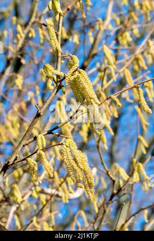 Hasel oder Cob Nut (corylus avellana), Nahaufnahme der männlichen Kätzchen, die in einer sanften Brise mit den winzigen roten weiblichen Blüten zwischen ihnen wehen. Stockfoto