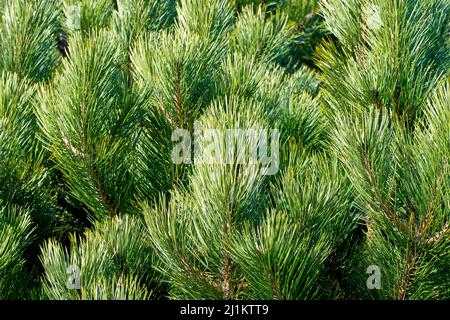 Schwarzkiefer (pinus nigra), Nahaufnahme der Zweige eines jungen Baumes, mit den dicken, üppig grünen Kiefernnadeln. Stockfoto