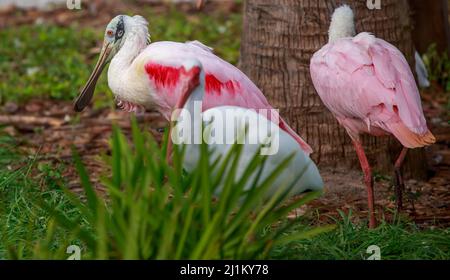 Eine Nahaufnahme der Rotlöffelvögel auf einem Grünfeld im Park Stockfoto