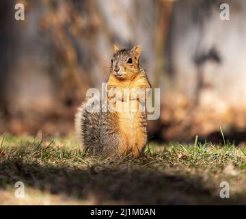 Ein junger Eichhörnchen, der im Winter auf Augenhöhe auf einem Rasen fotografiert wurde. Stockfoto