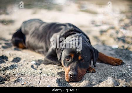 Ein trauriger, schöner aufmerksamer Hund der Rottweiler-Rasse liegt an einem Sandstrand und lauscht den Geräuschen um ihn herum und wartet auf seinen Besitzer Stockfoto