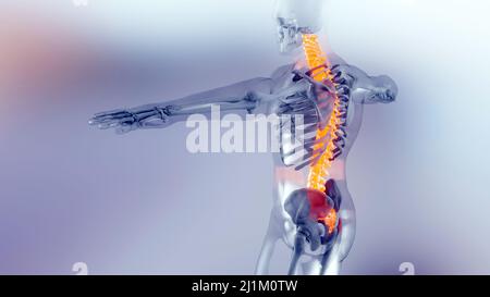 Wirbelsäulenwirbel der Wirbelsäule des menschlichen Skelettsystems Anatomiekonzept. Rot auf dem Rückgrat, medizinisch akkurate Illustration Stockfoto
