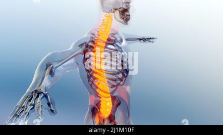 Wirbelsäulenwirbel der Wirbelsäule des menschlichen Skelettsystems Anatomiekonzept. Rot auf dem Rückgrat, medizinisch akkurate Illustration Stockfoto