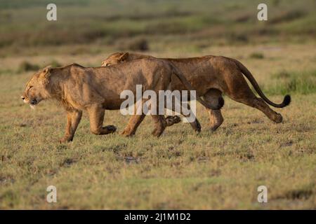 Löwe von Tansania Stockfoto