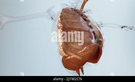Human Respiratory System Lunge Anatomie Animation Konzept. Sichtbare Lunge, Lungenbeatmung, Luftröhre, realistische hohe Qualität 3D medizinische Illustration Stockfoto