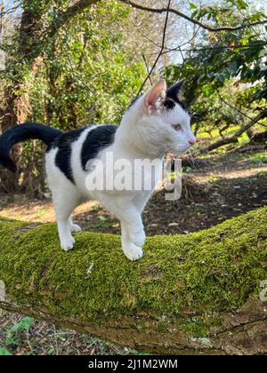 Nahaufnahme einer schwarz-weißen Katze, die an einem grünen, mit Flechten bedeckten Baumzweig entlang läuft Stockfoto