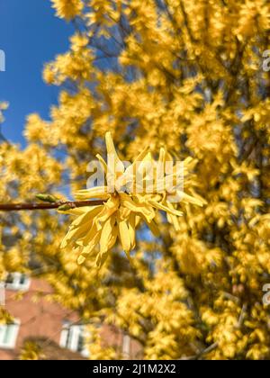 Nahaufnahme der frühlingshaften goldgelben Forsythia mit defokusserem Hintergrund der Pflanze und dunkelblauem Himmel Stockfoto