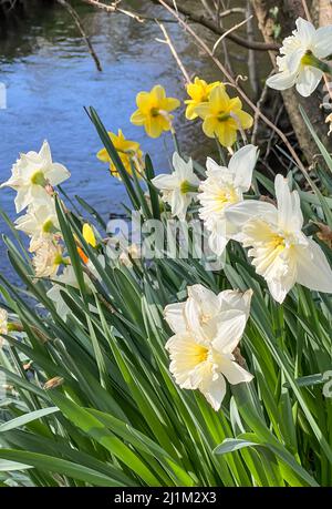 Frühe Anzeichen des Frühlings, Nahaufnahme eines leuchtend gelben und weißen Narzissen (Narcissus) in Blüte mit einem Bach als Hintergrund Stockfoto