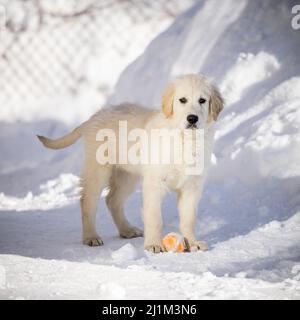 Ein englischer Cream Golden Retriever Welpe im Schnee. Stockfoto