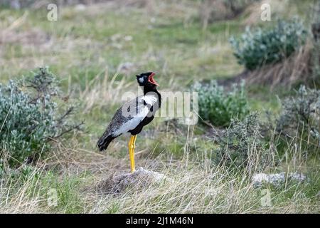 Nördlicher schwarzer Korhaan, Afrotis afraoides, großer Vogel im Busch in Namibia Stockfoto