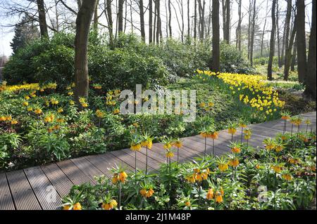 Keukenhof, Lisse, Niederlande. 26. März 2022. Der holländische Park der Zwiebelpflanzen Keukenhof hat nach einer zweijährigen Pause wieder geöffnet. Bild: Sergey Kalyakin/Alamy Live News - Bild ID: 2J1M48P Stockfoto