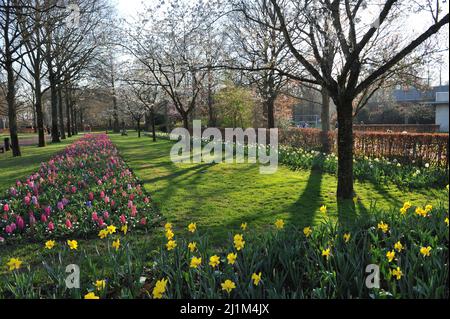 Keukenhof, Lisse, Niederlande. 26. März 2022. Der holländische Park der Zwiebelpflanzen Keukenhof hat nach einer zweijährigen Pause wieder geöffnet. Bild: Sergey Kalyakin/Alamy Live News - Bild-ID: 2J1M4JX Stockfoto