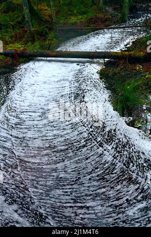 Waldwunder. Der ruhige Waldbach ist mit einem gerippten Kreuzmuster aus Schaum bedeckt, Wasserstraße wie eine weiße Straße. Northland Urwald, Bosom Stockfoto