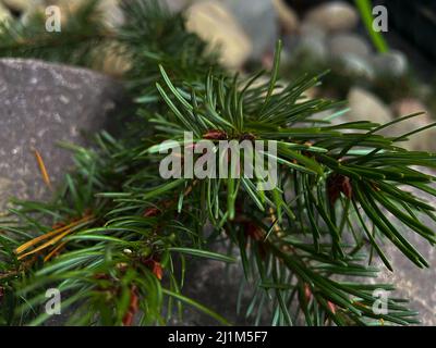 Grüne Äste von immergrünen Baum gefallen und ruht auf Felsen draußen. Stockfoto