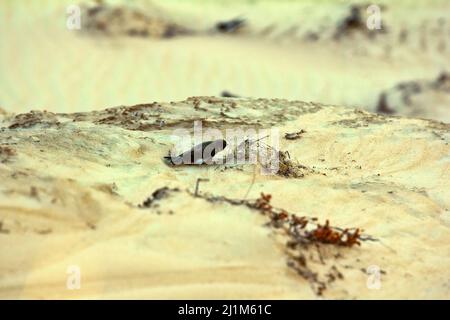 Europäischer Sand martin (Riparia riparia) reißt das Gras auf, um ein Nest in einer sandigen Klippe zu bauen. Nestbau Verhalten der Vögel Stockfoto