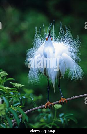 Verschneite Reiher (Egretta thula) Balz-Anzeige Stockfoto