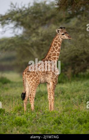 Giraffe Kalb, Tansania Stockfoto