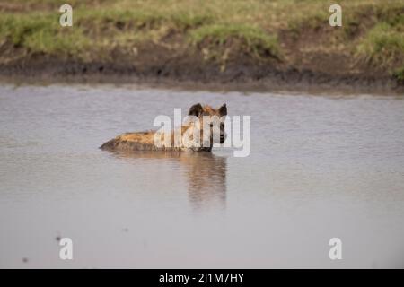 Spotted Hyena, Tansania Stockfoto