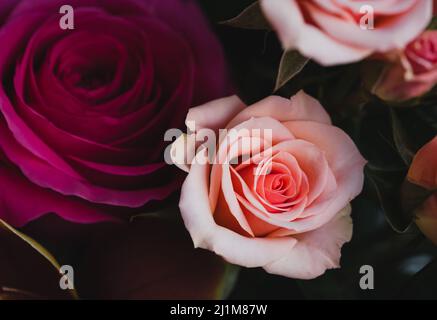 Nahaufnahme eines Bouquets von rosa Rosen in voller Blüte. Stockfoto