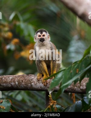 Nahaufnahme des Eichhörnchen-Affen, saimiri oerstedii, auf dem Ast. Stockfoto