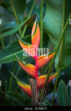 Nahaufnahme der schönen orangefarbenen Heliconia Blume in voller Blüte. Stockfoto