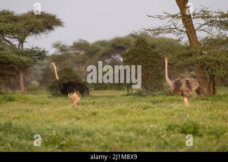 Masai Strauß im Wald Stockfoto