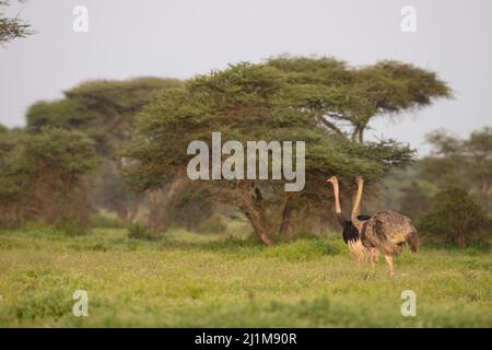 Masai Strauß im Wald Stockfoto