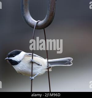 Windhauch, der an seinen Füßen am Draht hängt Stockfoto