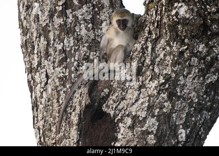 Vervet-Affe in einem Baum Stockfoto