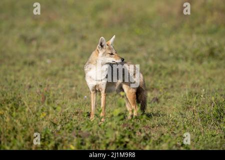 Seitlicher Schakal in Tansania Stockfoto